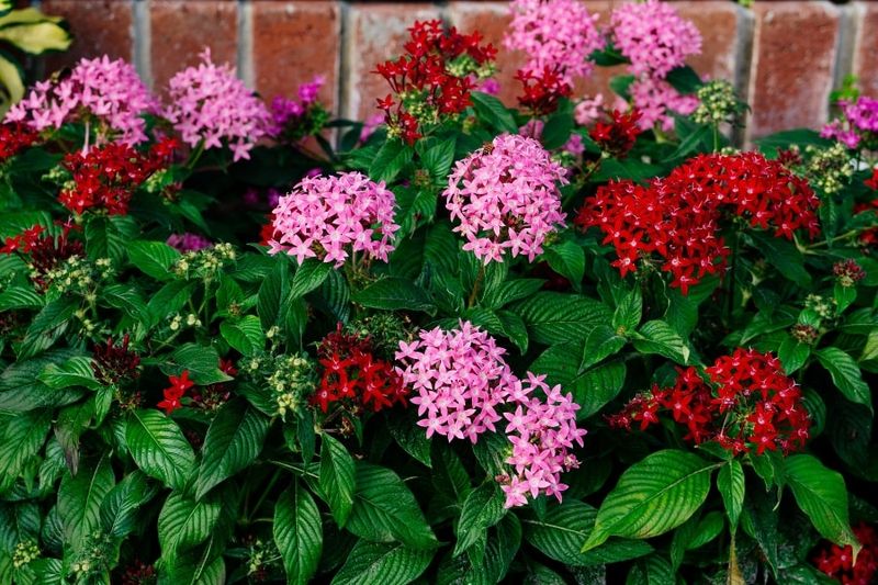 Skip Fertilizer Until Plants Look Steadier Skip Fertilizer Until Plants Look Steadier