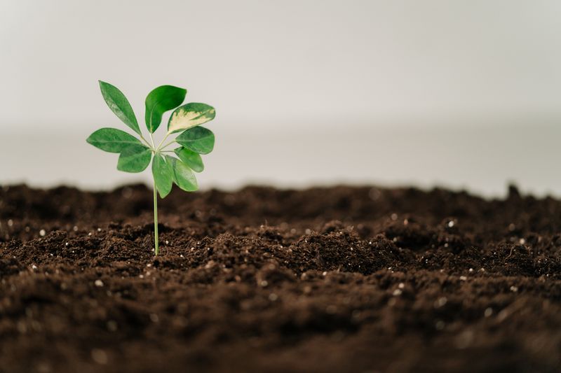 Skip Fertilizer Until Recovery Skip Fertilizer Until Recovery