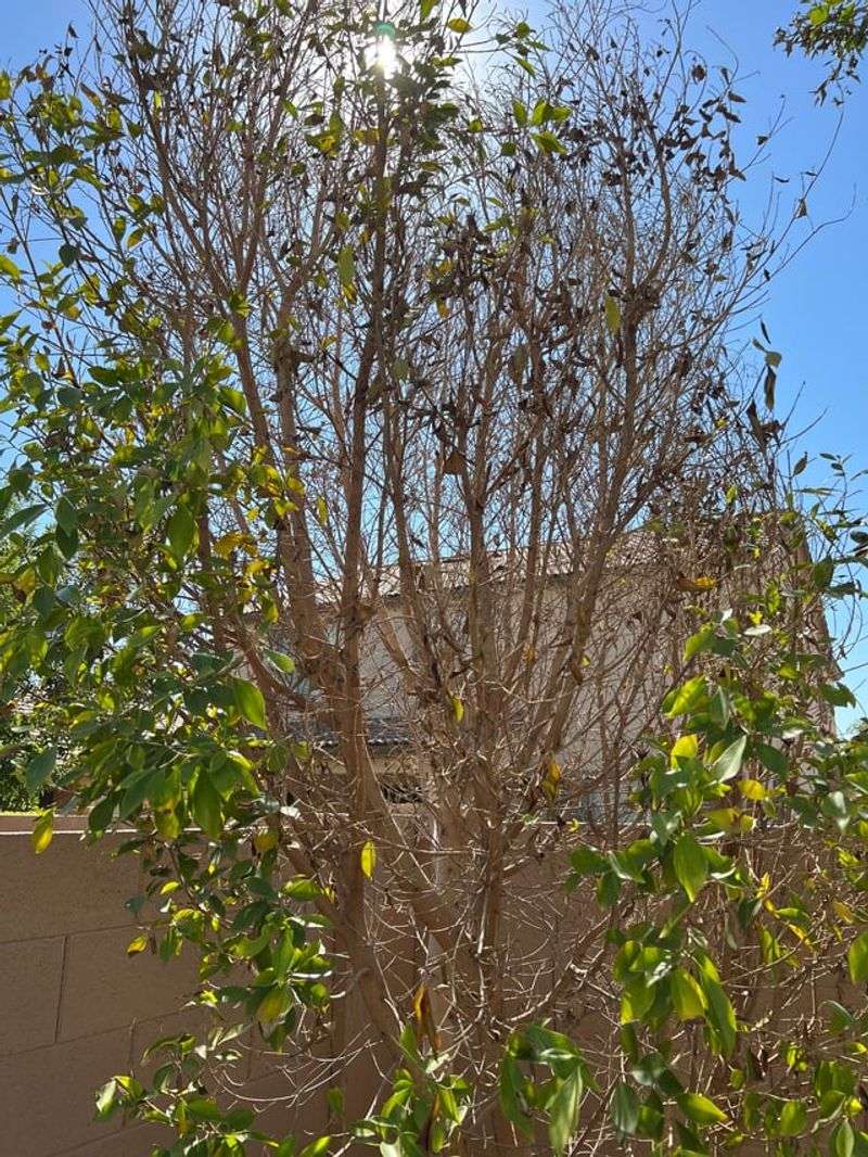 Skip Fertilizer When Plants Show Heat Stress Skip Fertilizer When Plants Show Heat Stress