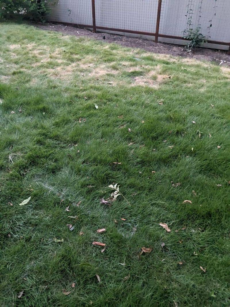Skip Fertilizer While Heat Stress Is Peaking