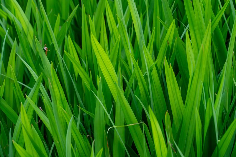 Skip Fertilizing Until Heat Breaks Skip Fertilizing Until Heat Breaks