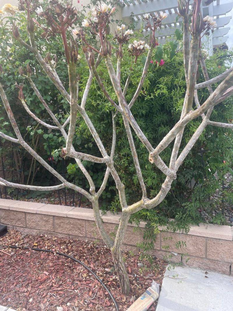 Skip Hard Pruning While Buds Form Skip Hard Pruning While Buds Form