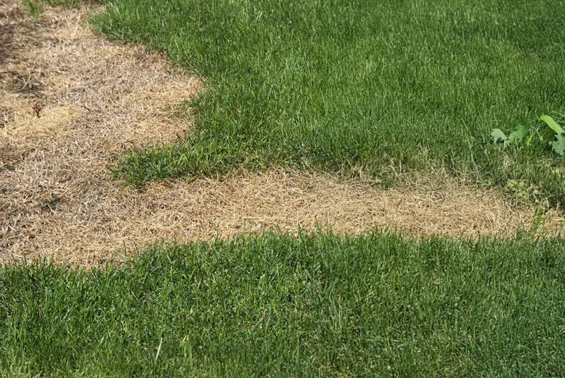 Skip Heavy Dethatching On Stressed Turf Skip Heavy Dethatching On Stressed Turf