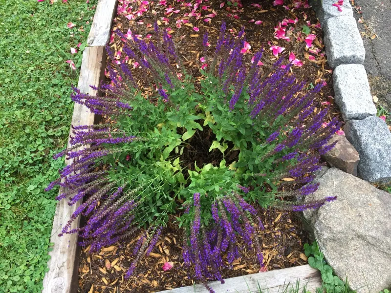 Skip Heavy Fertilizer That Makes Salvia Flop