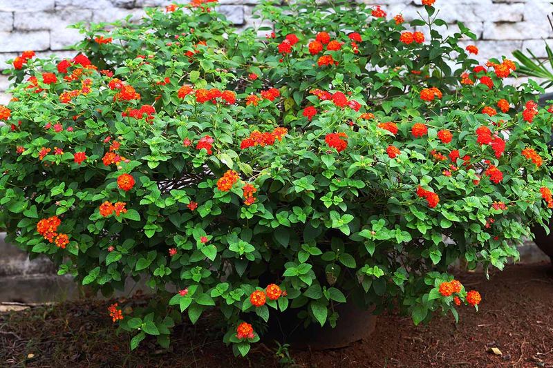 Skip Heavy Fertilizer That Pushes Leaves Over Flowers Skip Heavy Fertilizer That Pushes Leaves Over Flowers