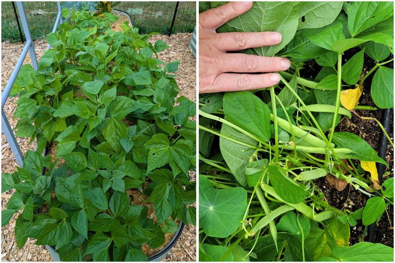 Skip Heavy Nitrogen That Grows Leaves Skip Heavy Nitrogen That Grows Leaves