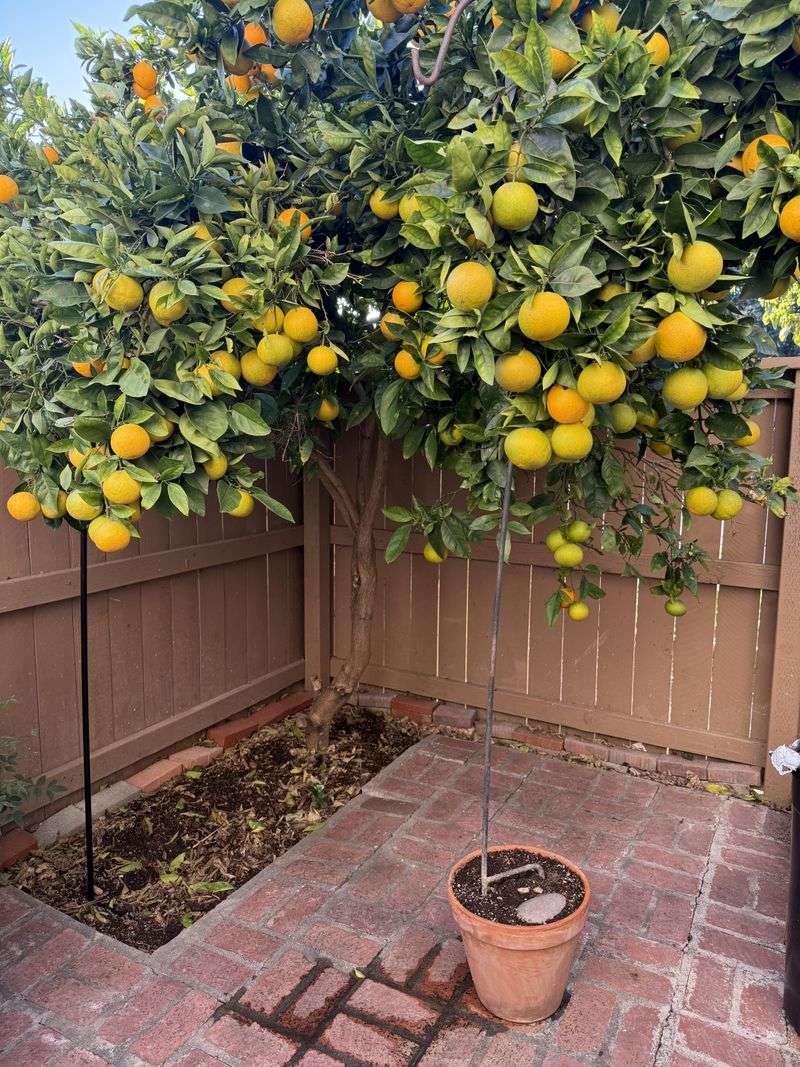 Skip Heavy Pruning Before Winter Skip Heavy Pruning Before Winter