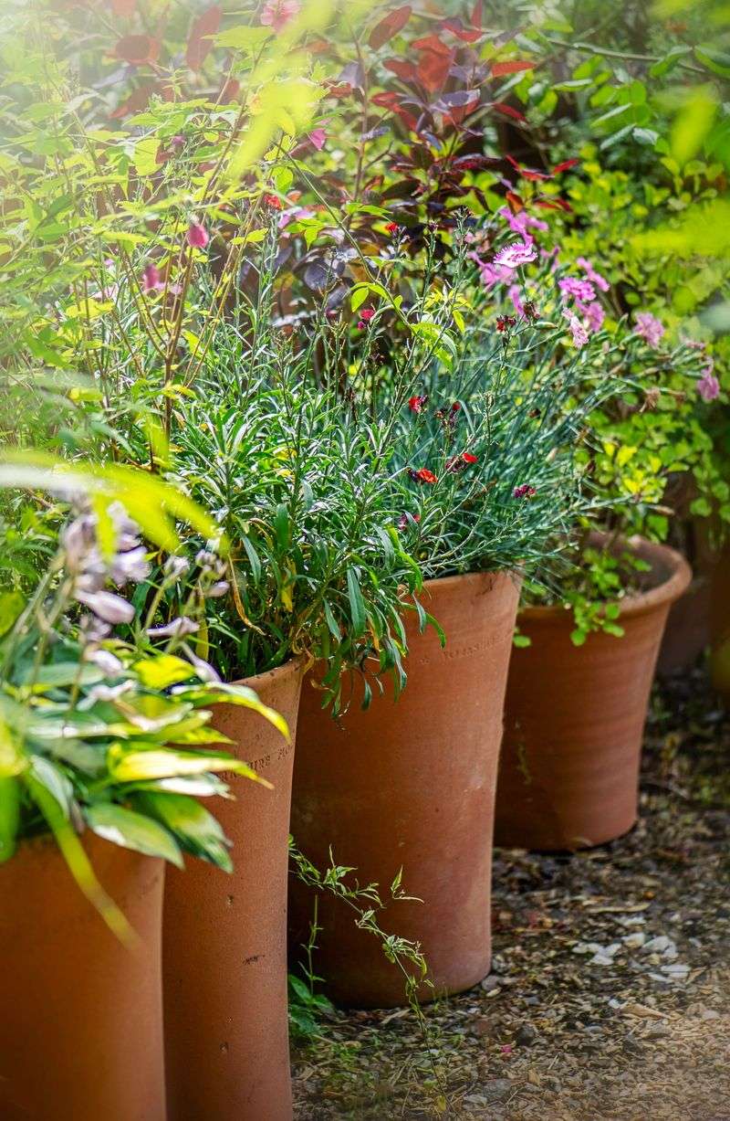 Skip Heavy Pruning During Extreme Heat Skip Heavy Pruning During Extreme Heat