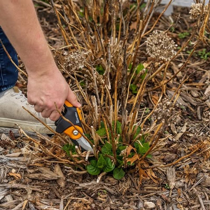 Skip Heavy Pruning In Summer