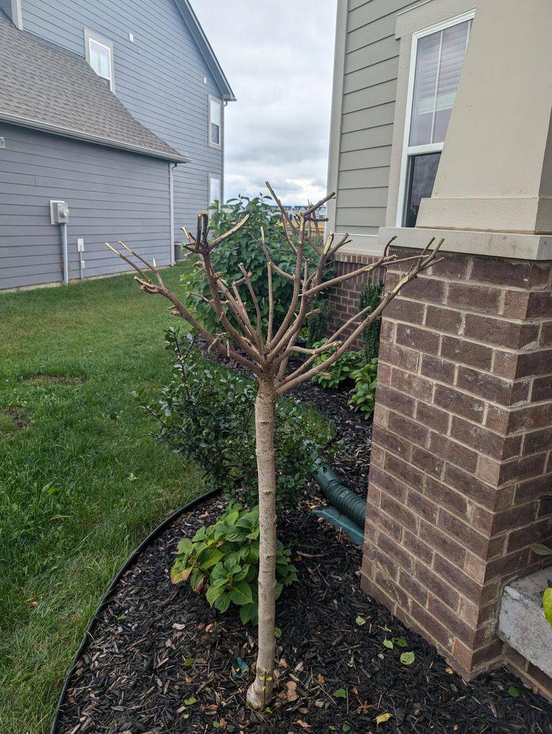 Skip Heavy Summer Pruning