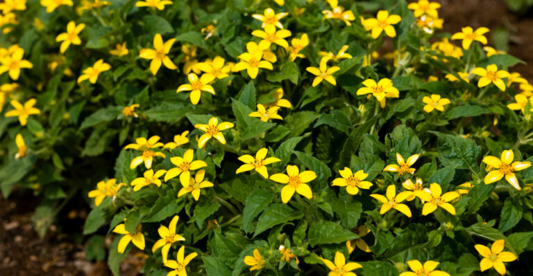 green and gold