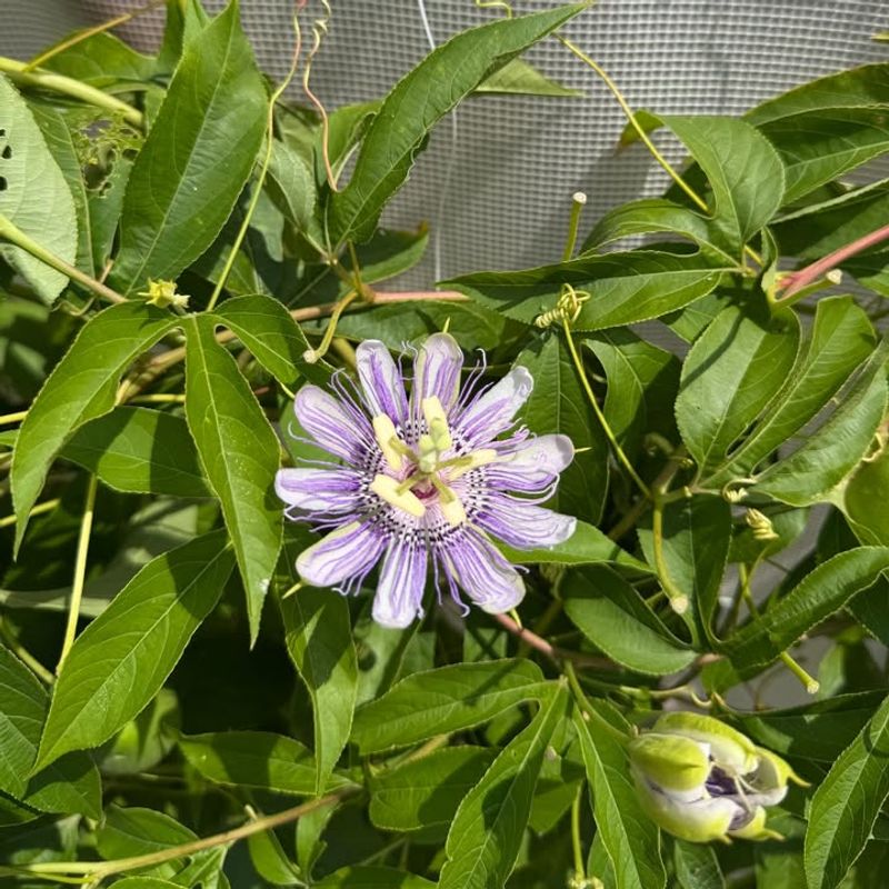 Skip Insect Sprays Around The Vine