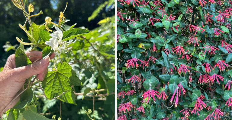 Skip Japanese Honeysuckle On North Carolina Fences And Plant This Native Vine Instead