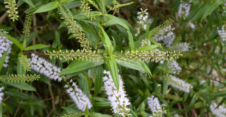 Skip Japanese Spirea In North Carolina Foundation Beds And Plant This Native Shrub Instead