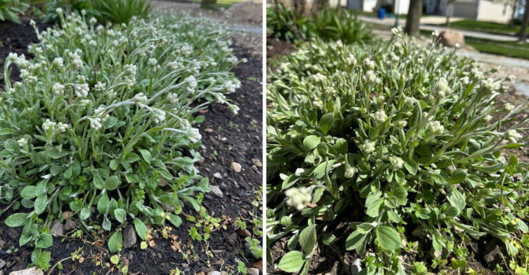 Skip Lamb’s Ear In North Carolina Humid Borders And Plant This Silver Native Instead