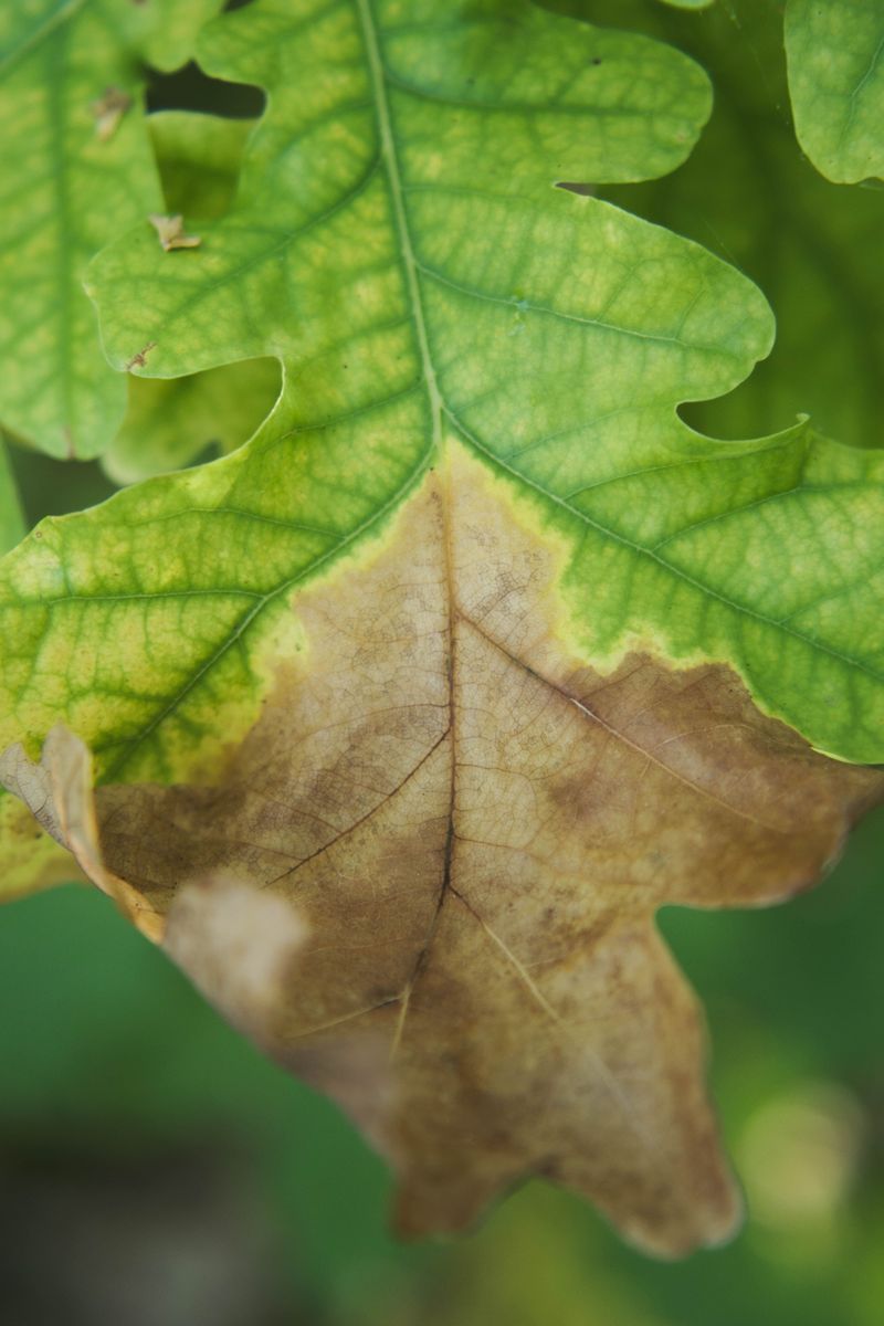 Skip Nitrogen To Prevent Delayed Color
