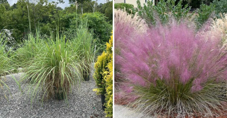 Skip Pampas Grass In North Carolina Borders And Plant This Softer Native Grass Instead