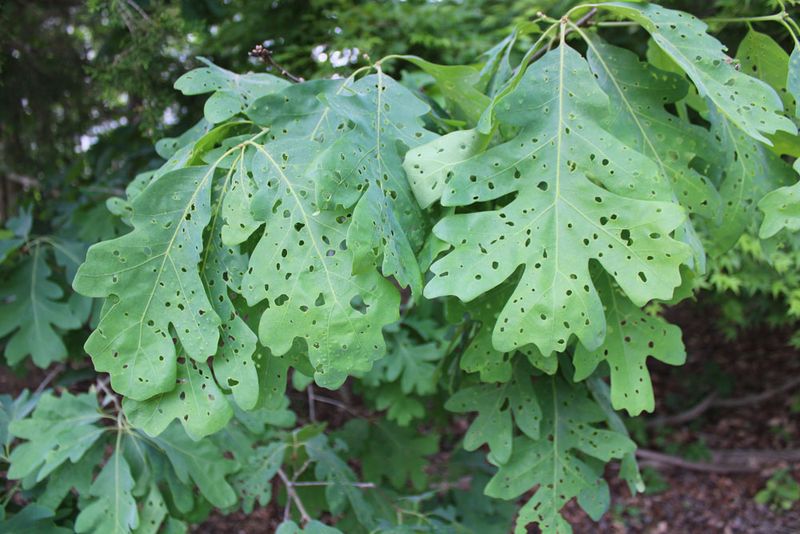 Skip Panic Sprays For Cosmetic Leaf Damage Skip Panic Sprays For Cosmetic Leaf Damage
