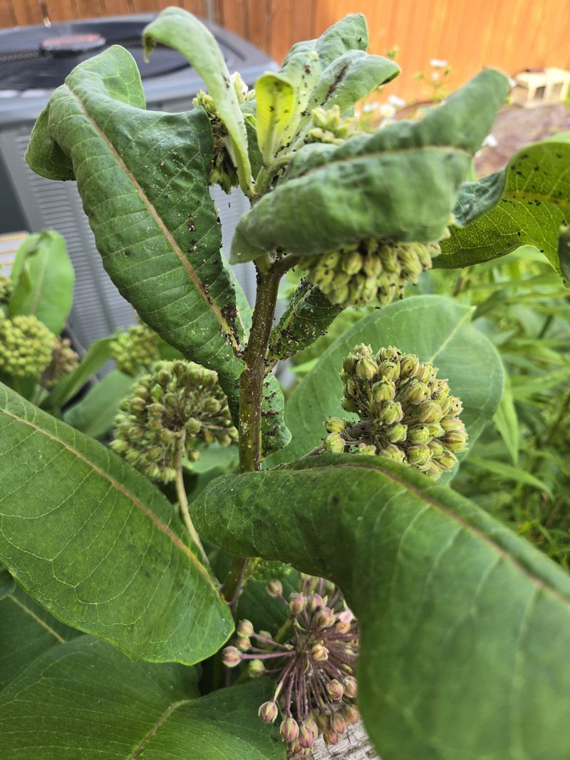 Skip Pesticides Anywhere Near The Patch