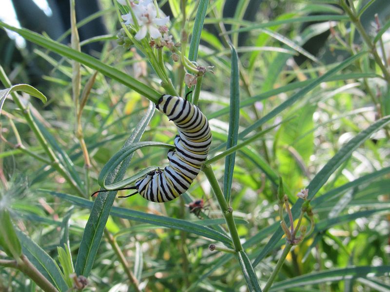 Skip Pesticides Around Milkweed Plants Skip Pesticides Around Milkweed Plants