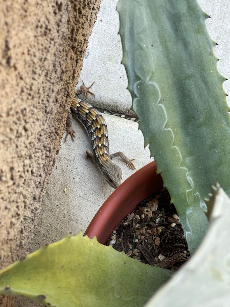 Skip Pesticides Around Nesting Areas Skip Pesticides Around Nesting Areas