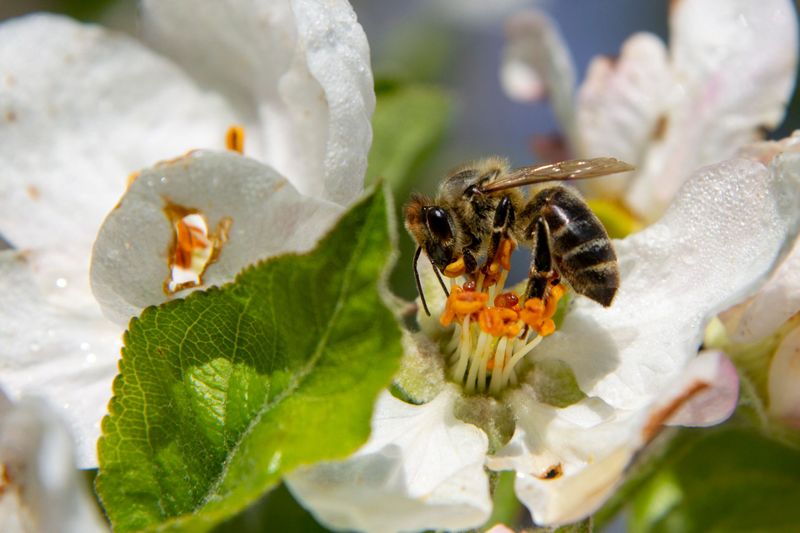 Skip Pesticides During Peak Bee Activity