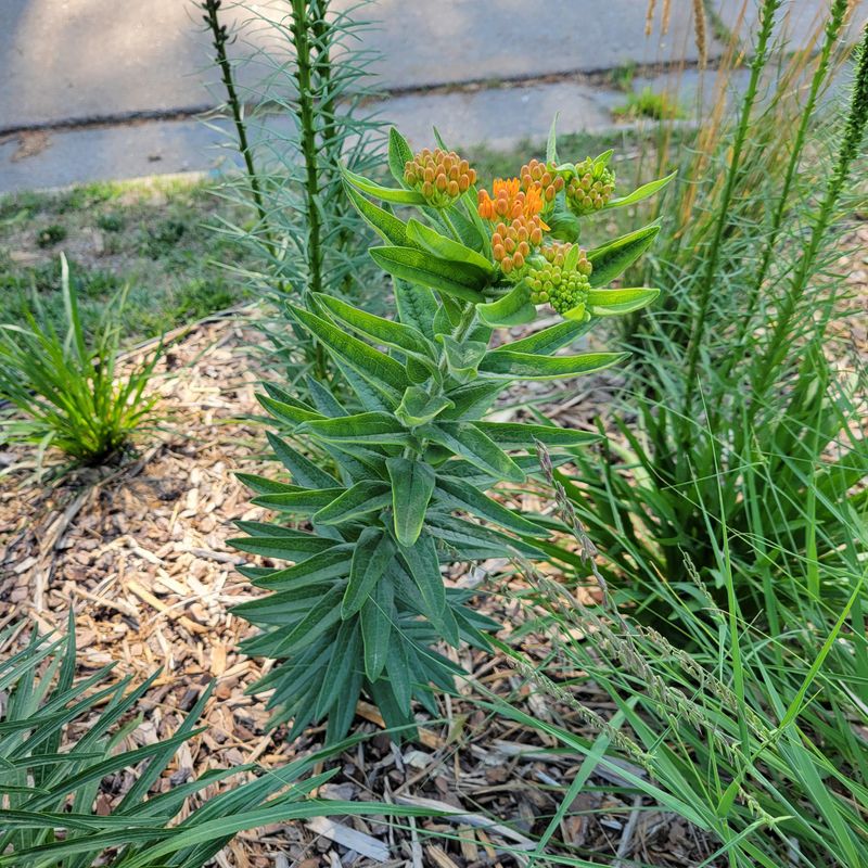 Skip Pesticides Near Milkweed Plants Skip Pesticides Near Milkweed Plants