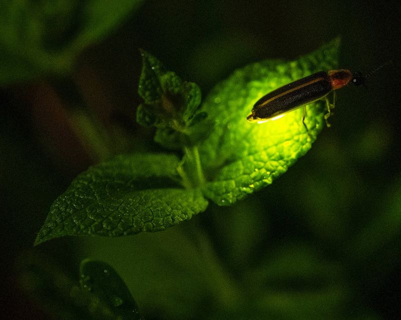 Skip Pesticides That Silence The Glow Skip Pesticides That Silence The Glow