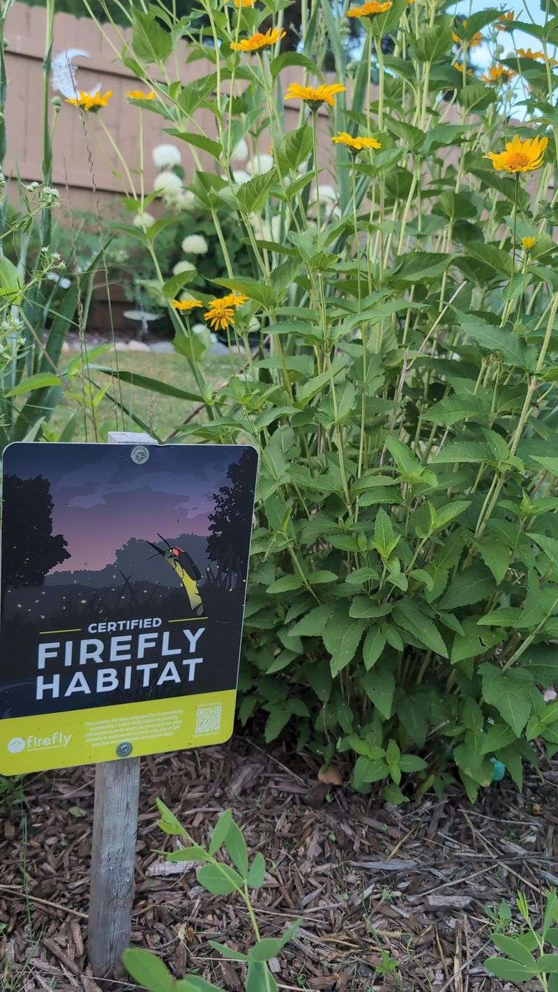 Skip Pesticides Where Fireflies Hunt And Rest