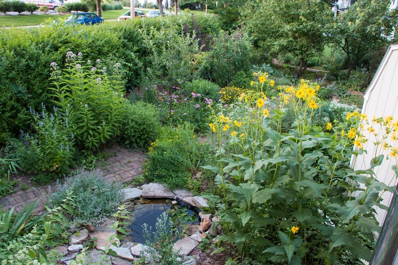 Skip Pesticides Where Fireflies Rest And Hunt Skip Pesticides Where Fireflies Rest And Hunt