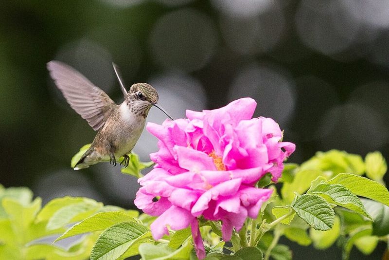 Skip Pesticides Where Tiny Insects Gather