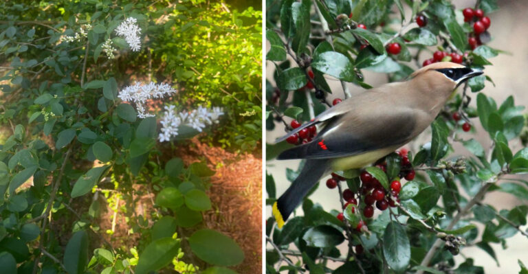 Skip Privet Hedges In North Carolina Yards And Plant This Bird-Friendly Native Screen Instead