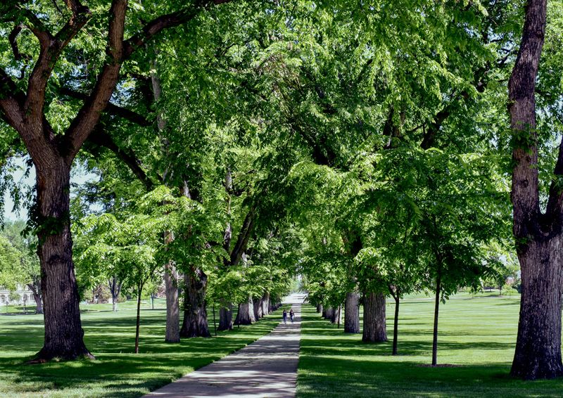 Skip Pruning Elm Trees In July To Stop Disease From Spreading