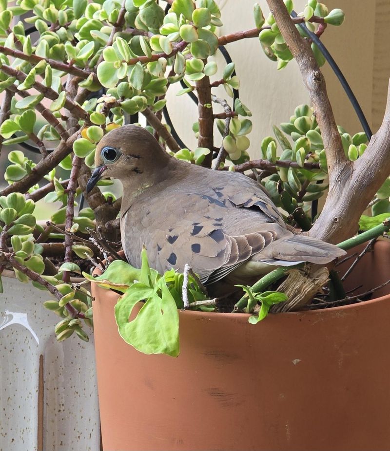 Skip Pruning Near The Nest For Now Skip Pruning Near The Nest For Now