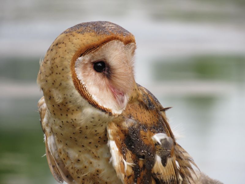Skip Rodenticides That Poison The Food Chain