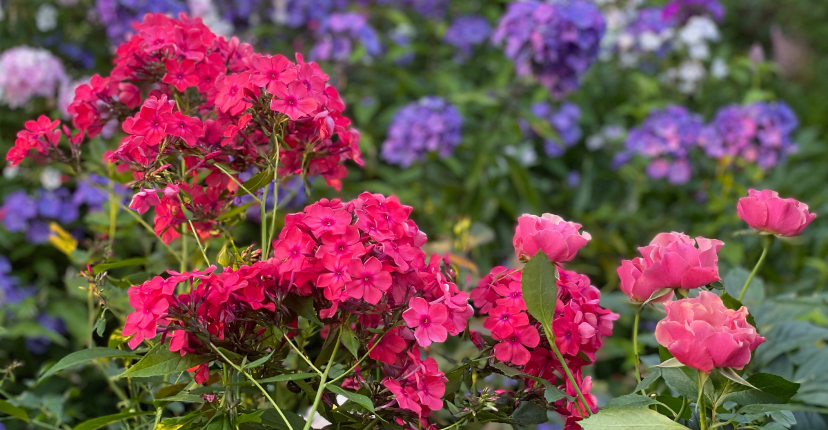 summer phlox and flowers