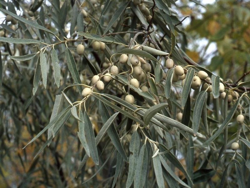 Skip Russian Olive Before It Spreads Beyond The Fence