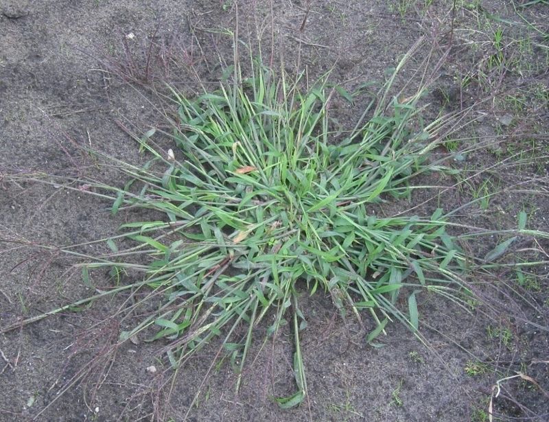 Skip Spring Preventer Once Crabgrass Has Already Sprouted Skip Spring Preventer Once Crabgrass Has Already Sprouted
