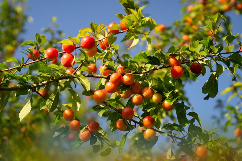 Skip Summer Cuts On Stone Fruit Trees To Fight Disease