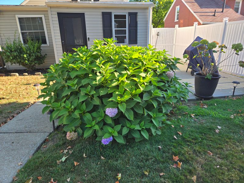 Skip The End-Of-Summer Cleanup Cut Skip The End-Of-Summer Cleanup Cut