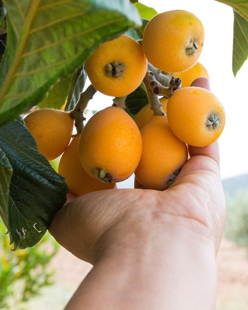 Skip The Fussy Care Most Fruit Trees Need Skip The Fussy Care Most Fruit Trees Need