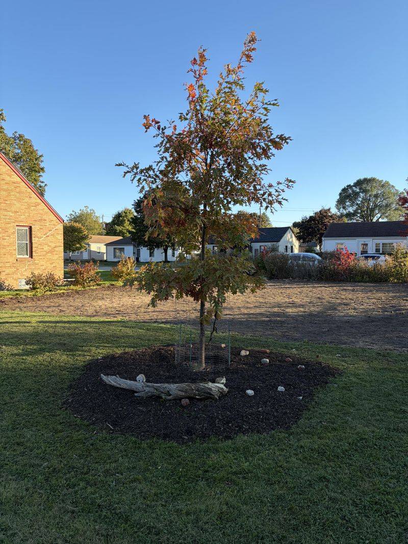 Skip The Lawn Ring Under Your Oak Skip The Lawn Ring Under Your Oak