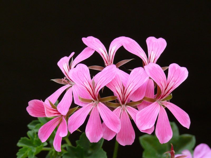 Skip The Trouble With Ivy Geraniums Skip The Trouble With Ivy Geraniums