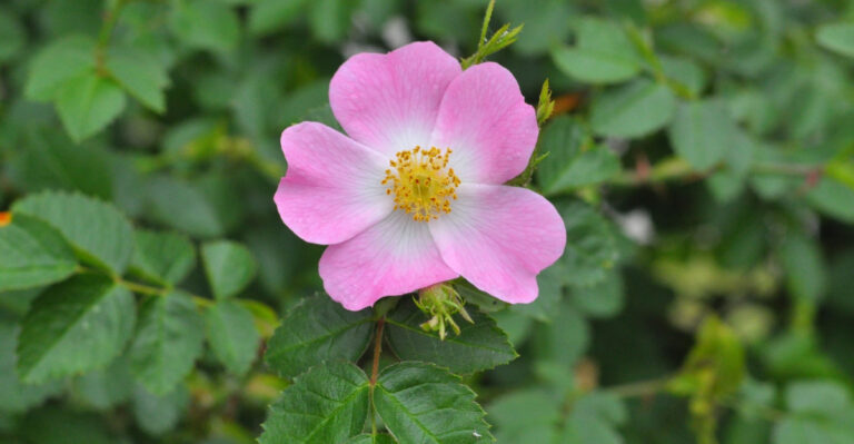 Skip These 7 Jobs, And Your Virginia Roses Won’t Bloom As Well Next Year