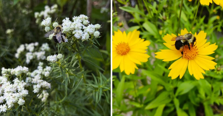 Skip Thirsty Annuals In North Carolina Patio Beds And Plant These Heat-Tough Natives Instead