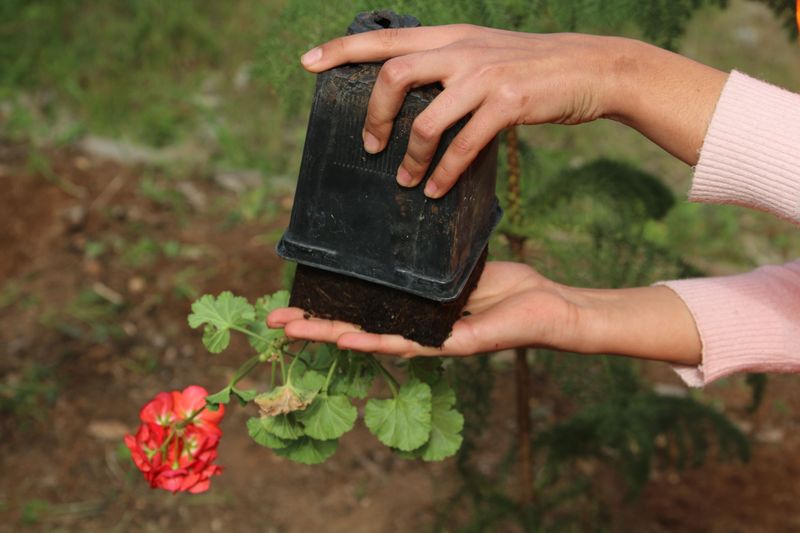 Skip Transplanting Until It Cools Skip Transplanting Until It Cools