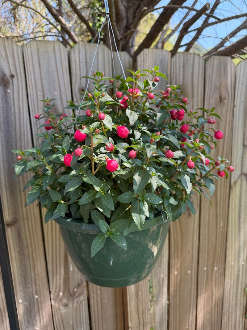 Skipped Pinching Leaves Bare Stems Skipped Pinching Leaves Bare Stems