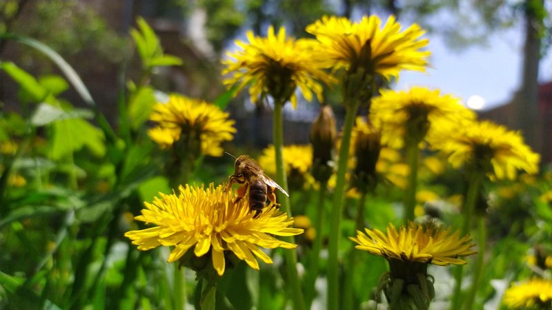 Skipping A Mow In Spring Helps Local Bees Skipping A Mow In Spring Helps Local Bees
