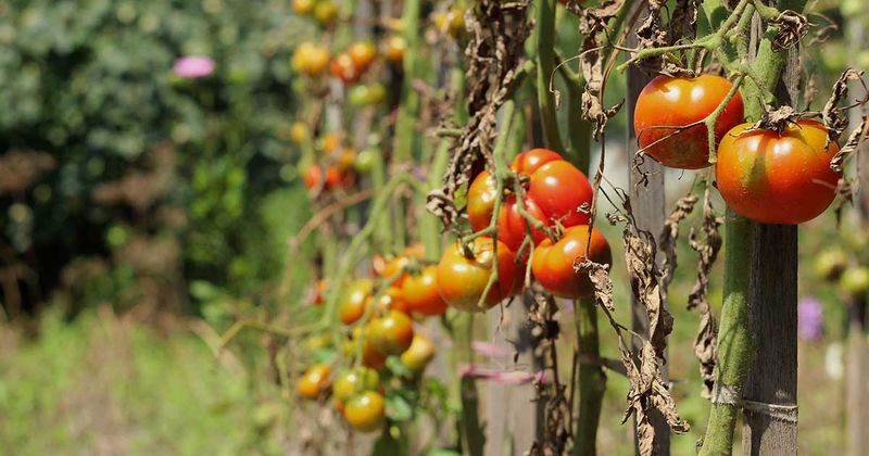 Skipping End-Of-Season Sanitation In Tomato Beds