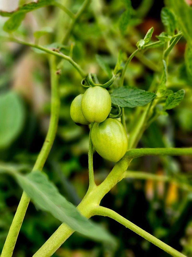 Skipping Hard Pruning While Plants Are Under Stress Skipping Hard Pruning While Plants Are Under Stress